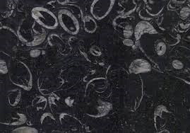 Tranche de MARBRE SHELL REEF BLACK finition Poli