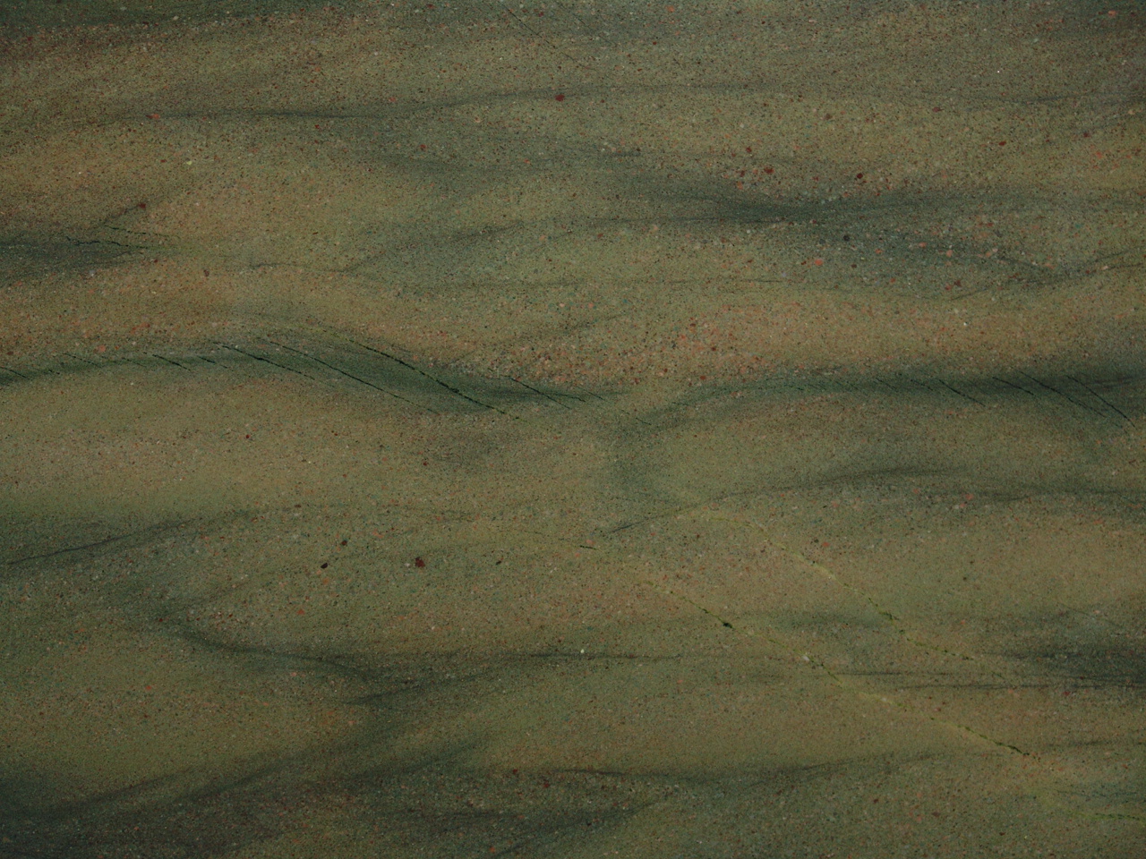 AMAZONIA POLI