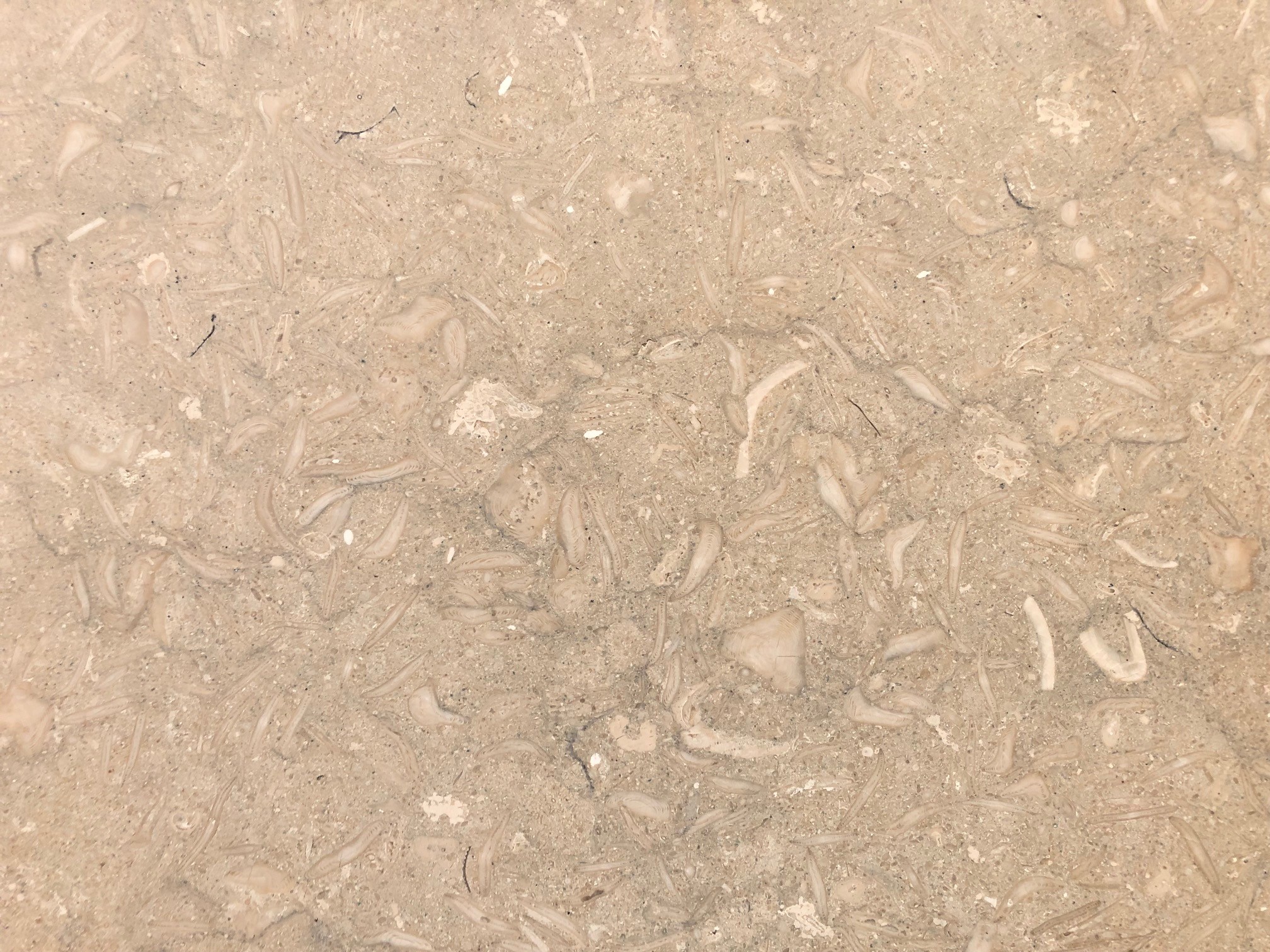 Tranche de PIERRE FOSSILE LIMESTONE BRUT finition Brut